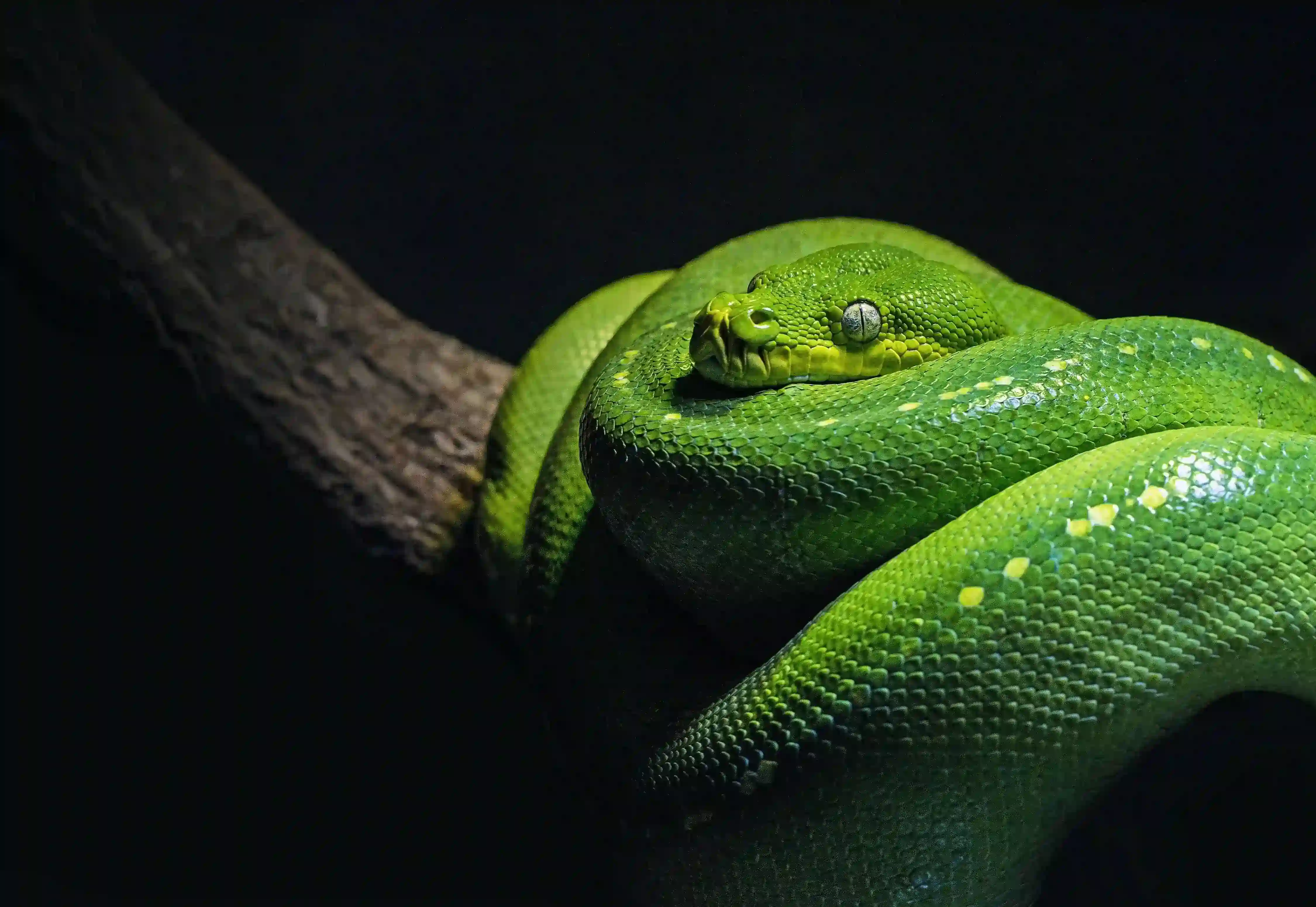 Žalios spalvos gyvatė apsivijusi šaką